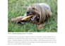 write SEO optimized articles for your pet blog